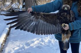 Golden Eagle Nov 30 22 by F Nicoletti H Toutonghi 4