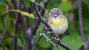 Philadelphia Vireo 20 by J Richardson