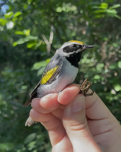 Golden-winged Warbler Golden-winged Warbler