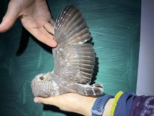 ASY Northern Saw-whet Owl wing measurement by M Vernick ASY Northern Saw-whet Owl wing measurement by M Vernick