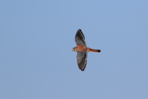 American Kestrel by S McLaughlin Sept 25 American Kestrel by S McLaughlin Sept 25