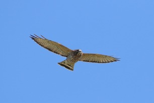 Broad-winged Hawk Sept 25 by S McLaughlin 2 Broad-winged Hawk Sept 25 by S McLaughlin 2