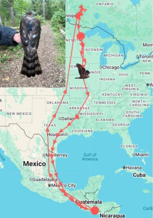 Female Sharp-shinned Hawk Transmitter Migration Route 3 Female Sharp-shinned Hawk Transmitter Migration Route 3