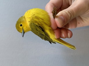 Yellow Warbler by M Menzies Yellow Warbler by M Menzies