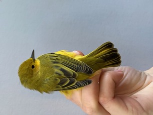 Yellow Warbler by M Menzies Sept 25 Yellow Warbler by M Menzies Sept 25