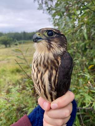 Merlin by S Needles Sept 25