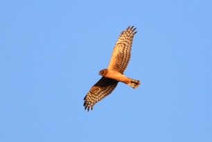 Northern Harrier Sept 25 by S McLaughlin Northern Harrier Sept 25 by S McLaughlin