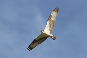 Osprey Sept 25 by S McLaughlin Osprey Sept 25 by S McLaughlin