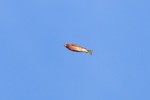 Purple Finch Sept 25 by S McLaughlin Purple Finch Sept 25 by S McLaughlin