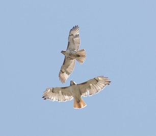 Red-tailed Hawks by F Nicoletti Red-tailed Hawks by F Nicoletti