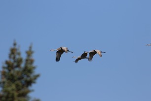Sandhill Cranes Sept 25 by S McLaughlin Sandhill Cranes Sept 25 by S McLaughlin