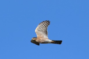 Sharp-shinned Hawk Sept 25 by S McLaughlin Sharp-shinned Hawk Sept 25 by S McLaughlin