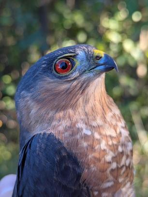 Sharp-shinned Hawk by J Yost Sept 25 3