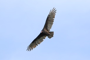 Turkey Vulture Sept 25 by S McLaughlin Turkey Vulture Sept 25 by S McLaughlin