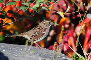 White-throated Sparrow photo by K Bardon