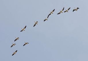 American White Pelicans Spring by F Nicoletti
