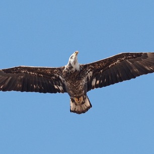 Bald Eagle Hawk Ridge W Skyline Spring Count 26 by F Nicoletti