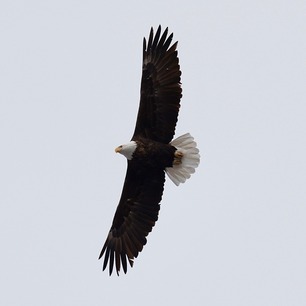 Beautiful Bald Eagle W Skyline Spring Count 26 by F Nicoletti