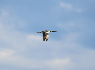 Common Loon Spring by S McLaughlin