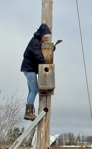 Hawk Ridge Research Director Emily Pavlovic prepping kestrel nestboxes