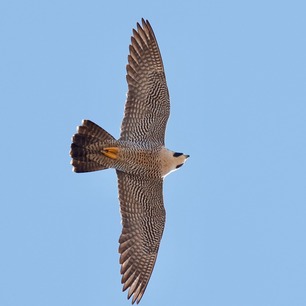 Peregrine Falcon Spring Count 26 by F Nicoletti