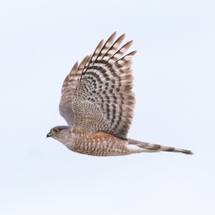 Sharp-shinned Hawk by H Toutonghi