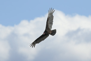 Turkey Vulture W Skyline Spring Count