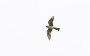 American Kestrel May 2021 by E Bruhnke 4