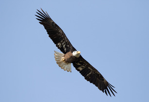 Bald Eagle May 2021 by E Bruhnke 5