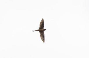 Barn Swallow May 2021 by E Bruhnke