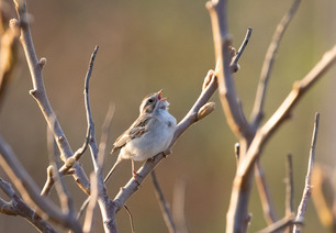 Clay-colored Sparrow May 2021 by E Bruhnke