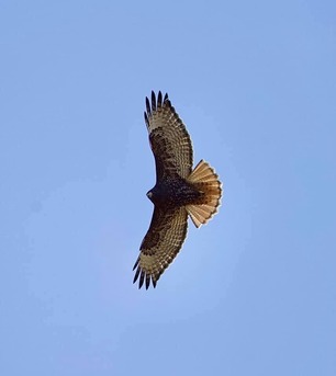 Dark morph Red-tailed Hawk April 2021 F Nicoletti 2