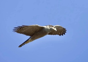 Northern Goshawk April 2021 by F Nicoletti