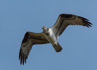 Osprey