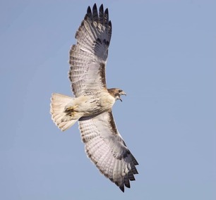 Red-tailed Hawk April 2021 F Nicoletti 3