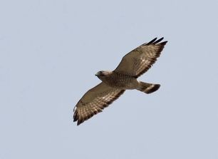 Broad-winged Hawk by F Nicoletti Broad-winged Hawk by F Nicoletti