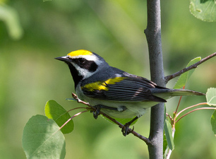 Golden-winged Warbler by Laura Erickson