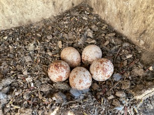 Kestrel eggs in nestbox by E Pavlovic Kestrel eggs in nestbox by E Pavlovic
