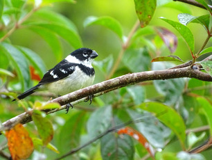 Morelet's Seedeater by Debbie Jordan Morelet's Seedeater by Debbie Jordan