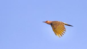 Northern Flicker Northern Flicker