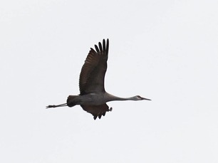 Sandhill Crane by F Nicoletti