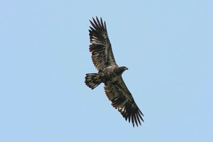 Bald Eagle Spring Count by S McLaughlin May 24