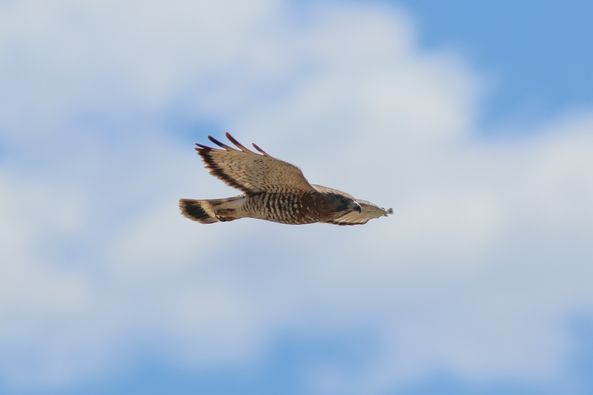 Broad-winged Hawk by S McLaughlin 5-24