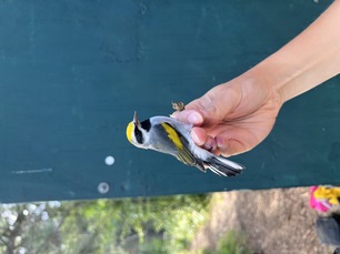 Golden-winged Warbler Fall 2023 2