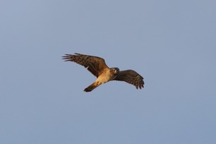 Northern Harrier by S McLaughlin 5-24