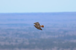 Red-tailed Hawk Spring Count by S McLaughlin April-24 2