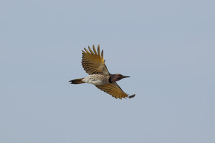 Yellow-shafted Flicker by S McLaughlin 4-24