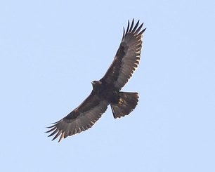 Adult Golden Eagle 3-15-22 by F Nicoletti