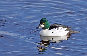 Common Goldeneye by J Richardson 2