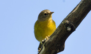 Nashville Warbler by Laura Erickson